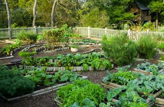 Dream Garden