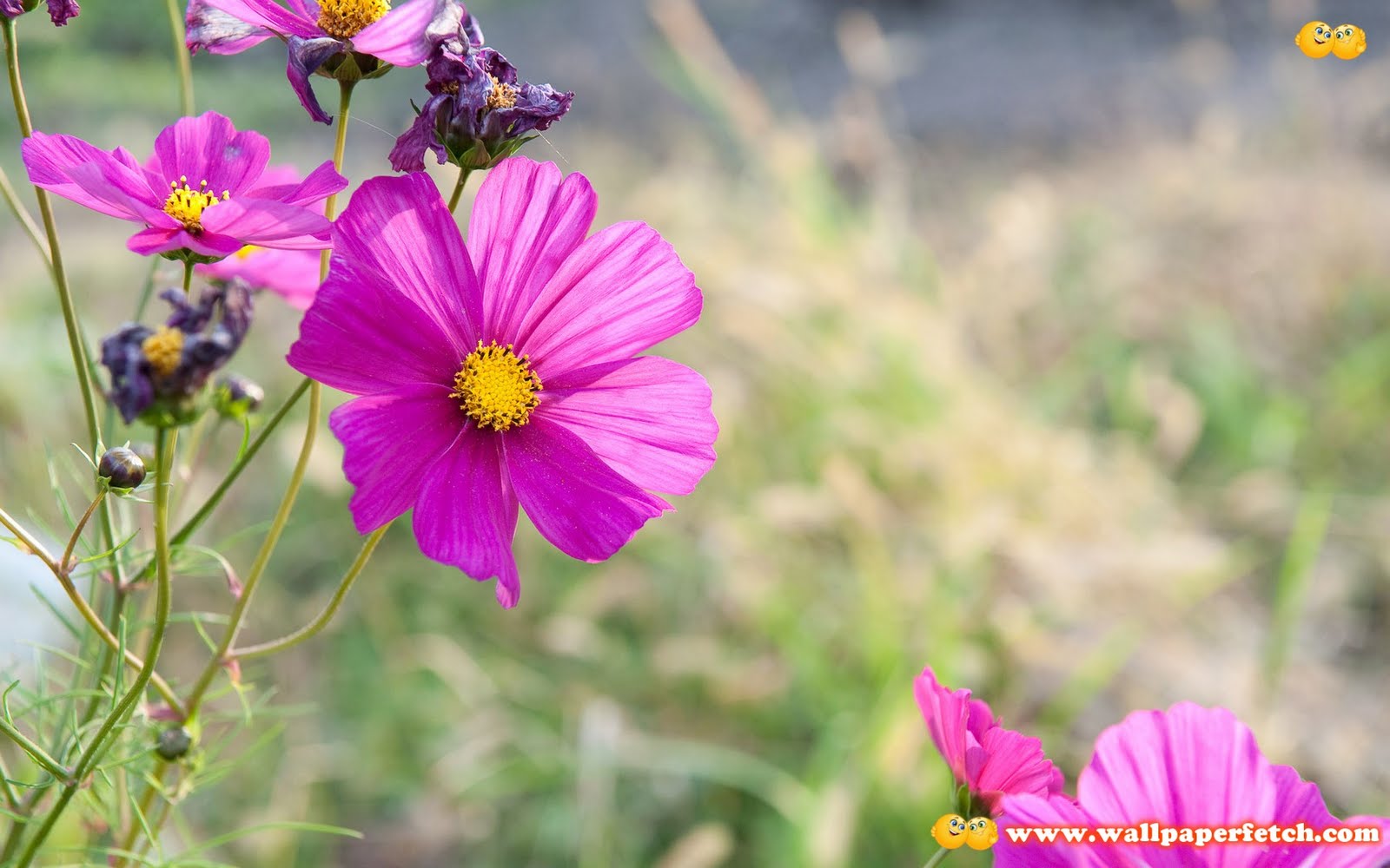 http://4.bp.blogspot.com/-toaMfgHY4jw/TqXRFQIX2FI/AAAAAAAABpY/V40Dk3V6JtI/s1600/SuperPack%2BFlowers%2BHD%2BWallpapers%2BPart%2B1%2B%2528301%2529.jpg