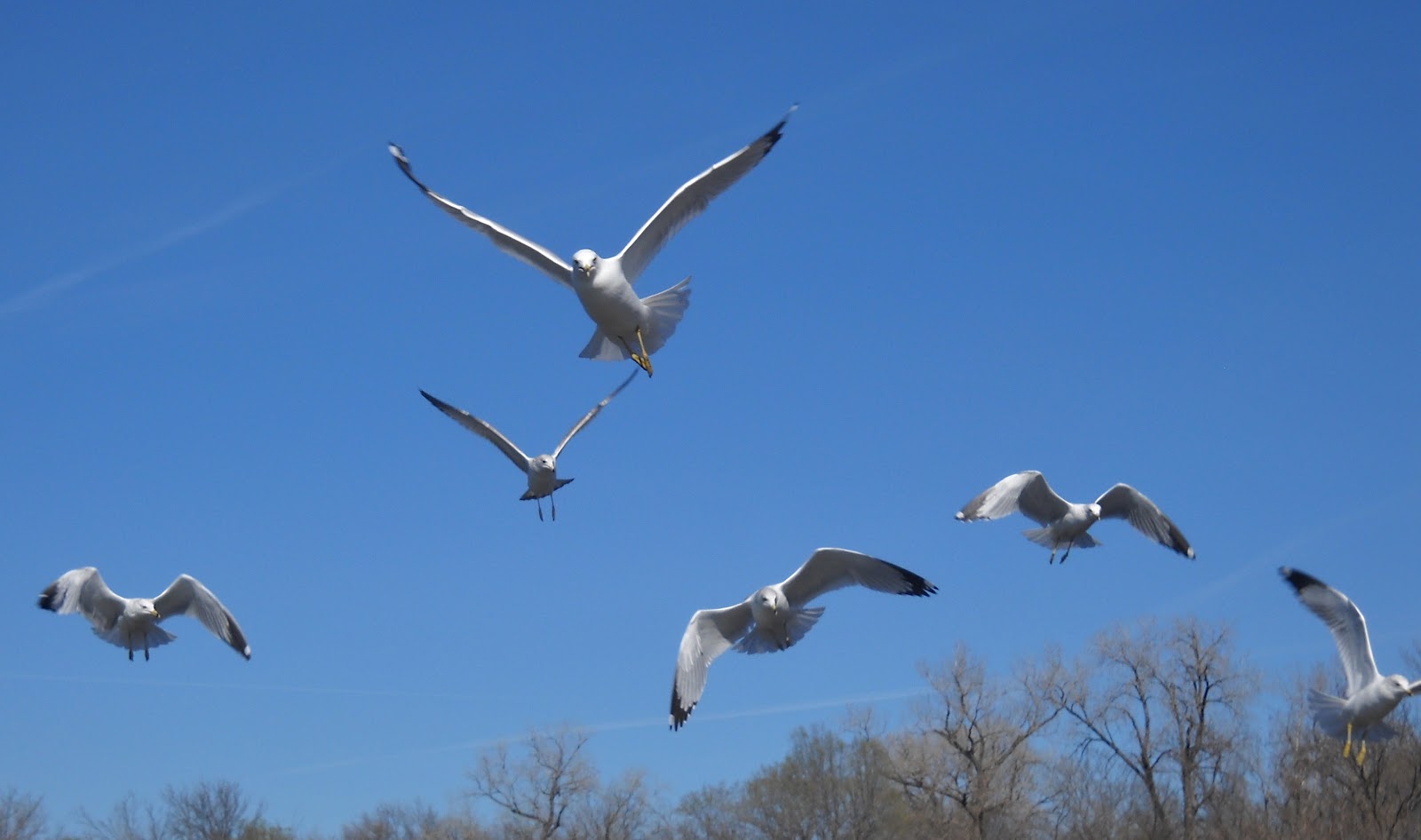 White Rock Lake, Dallas, Texas Birds in flight The Ringbilled Gulls