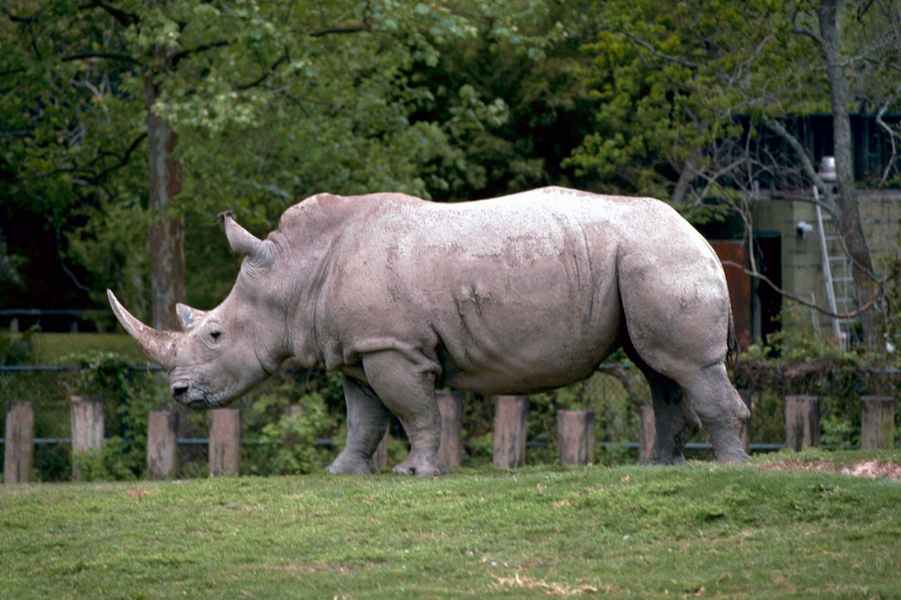 white rhinoceros conservation status