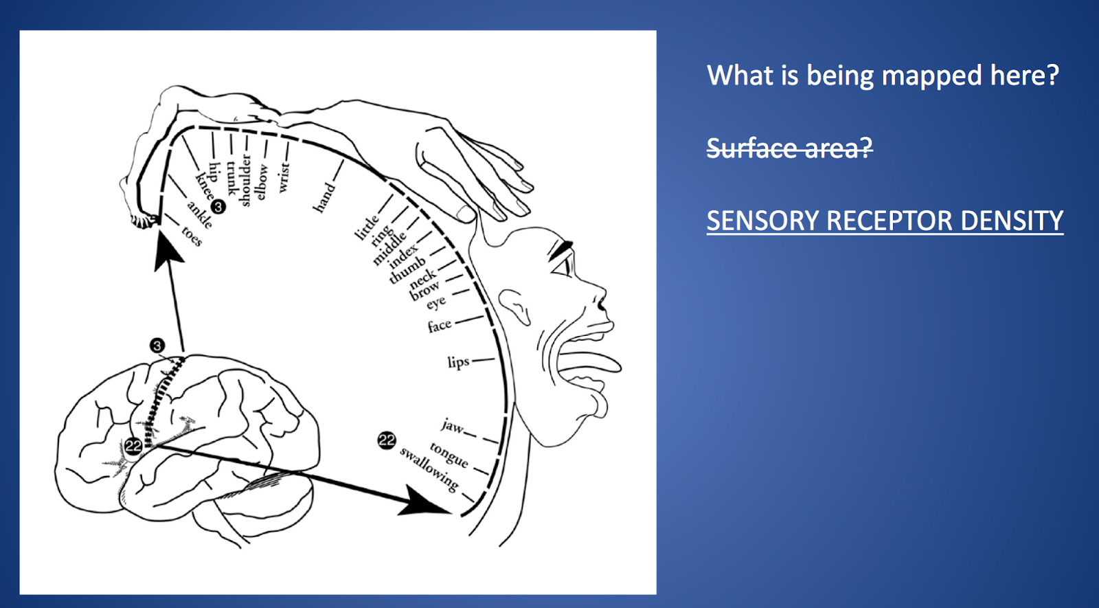 Teaching High School Psychology Motor and sensory cortex activities