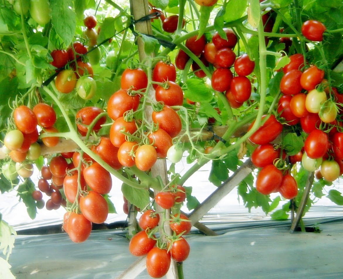 Budidaya tomat - BUDIDAYAKU