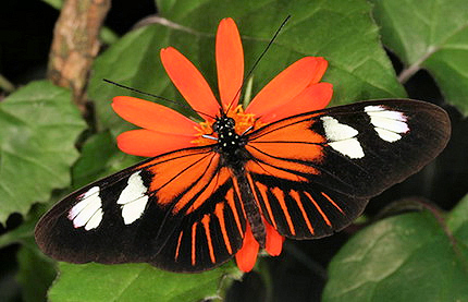 Картинка дня