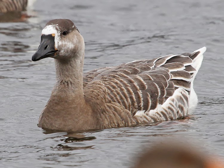 Bird Hybrids Swan Goose x Snow Goose