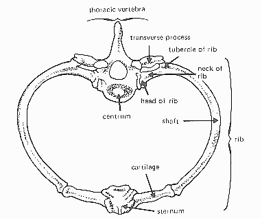 Principles of Human Anatomy and Physiology: CHAPTER 7: Anatomy of Bones