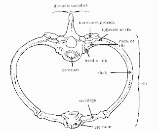 Principles of Human Anatomy and Physiology: CHAPTER 7: Anatomy of Bones