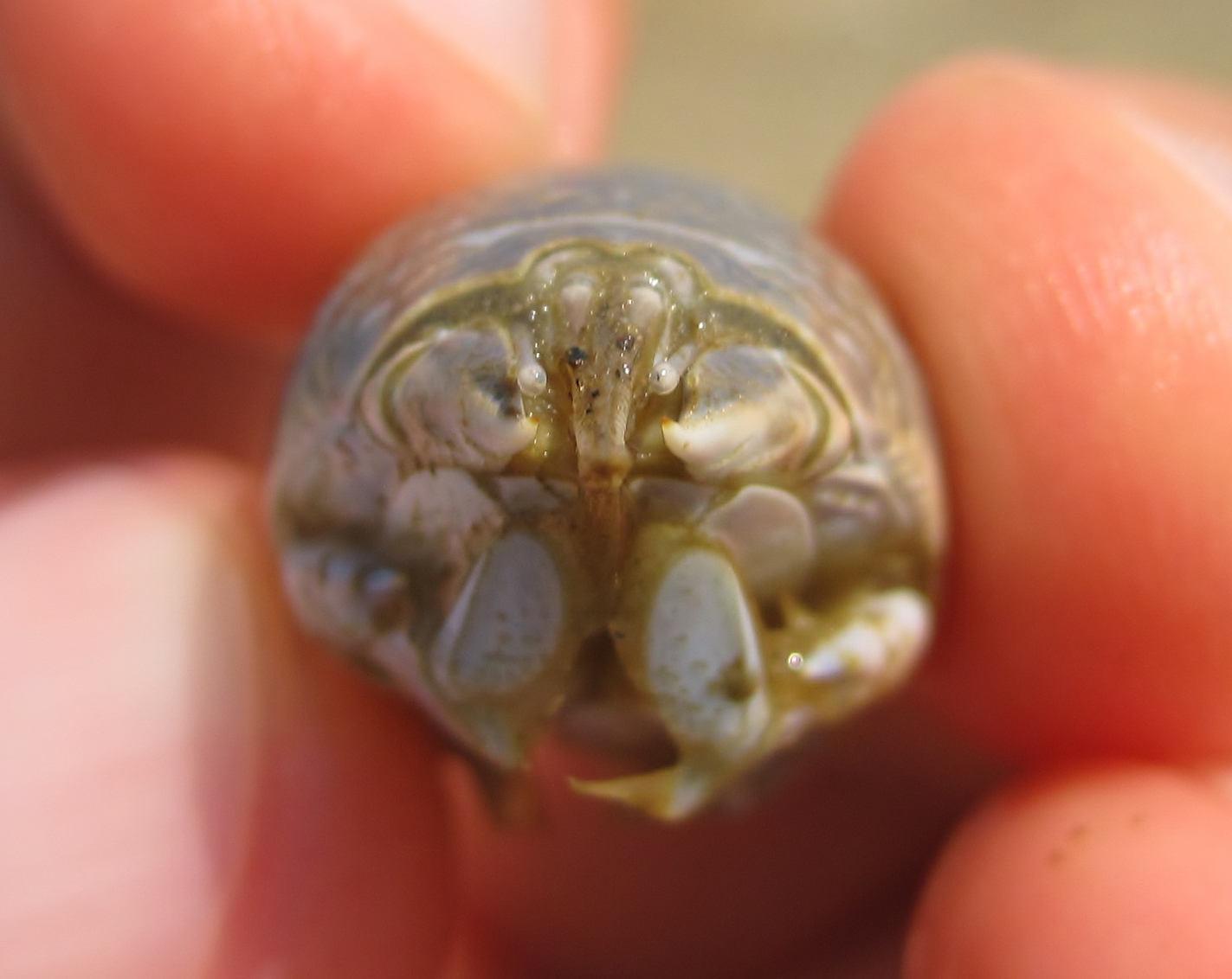 Nature on the Edge of New York City Moles in the Sand Near NY Harbor