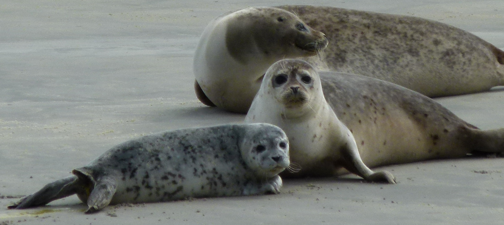 Seehundschlachten auf Sylt