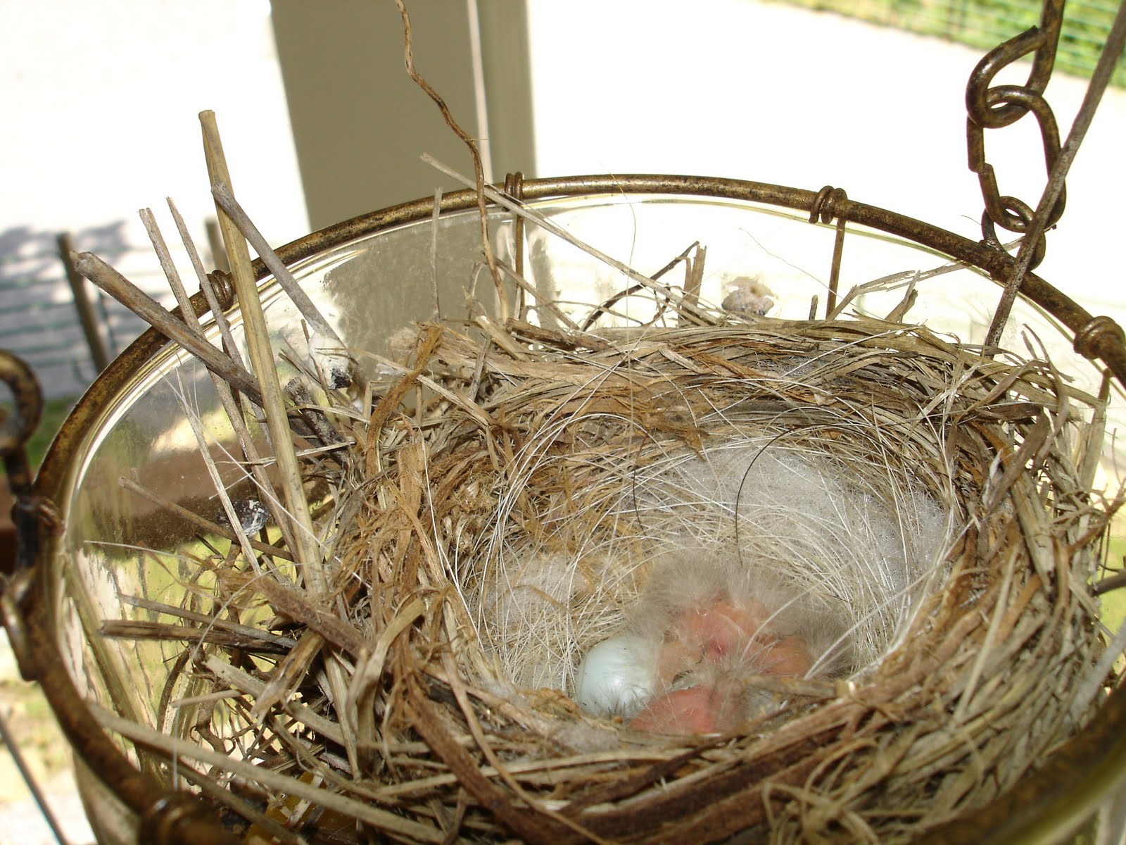 The World According To Lexi: The Birds of Bluebird Farm
