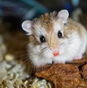 hamster roborovski breeding part offspring births feeding