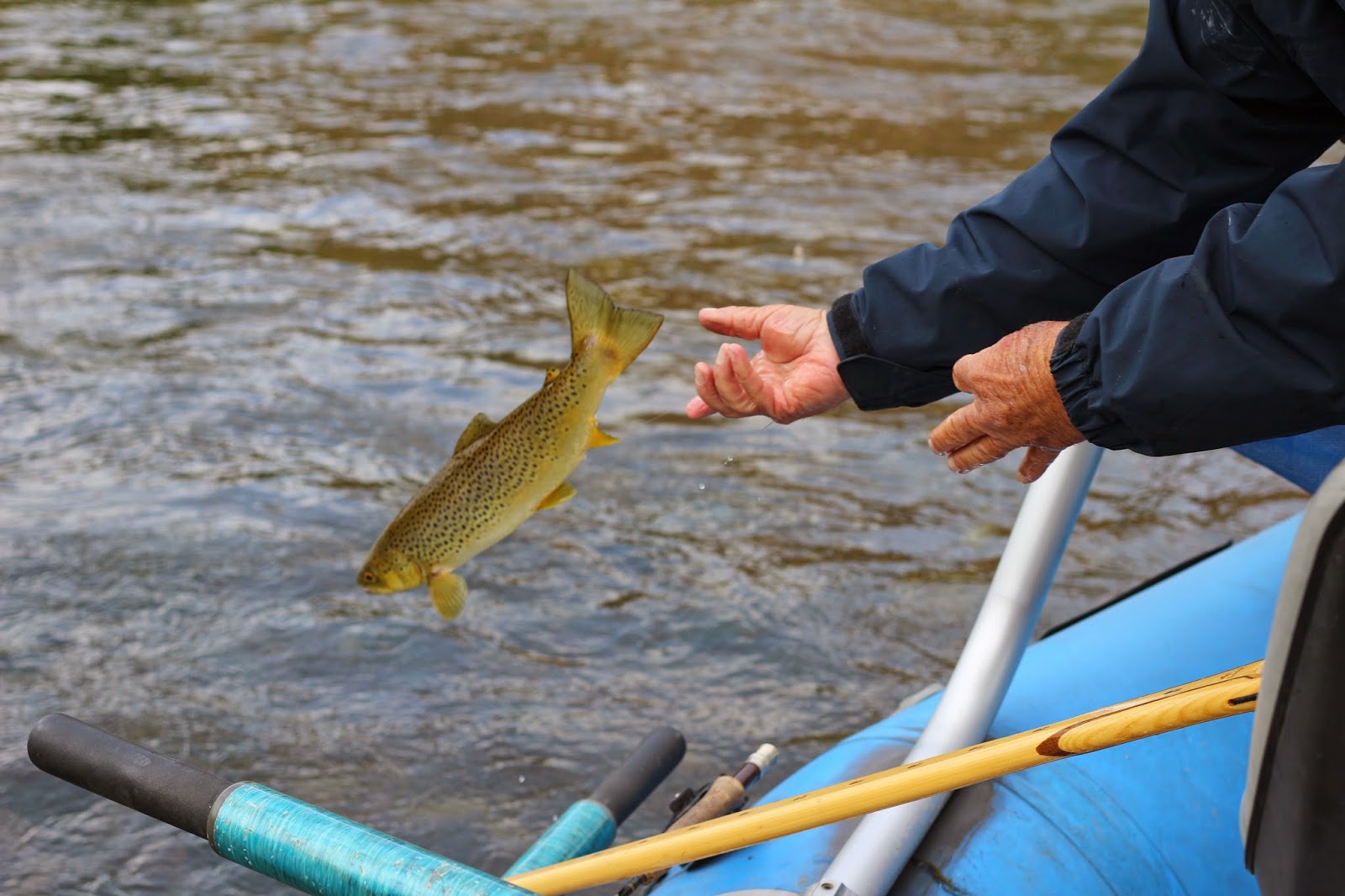 Brown+Trout+Flyfishing+Upper+Green+River+near+Jackson+Hole+Wyoming+with+Jay+Scott+Outdoors+17.JPG