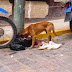 Piden albergue municipal para perros callejeros en Otuzco
