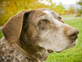 Health Care For Your Older Dogs Health Care For Your Older Dogs