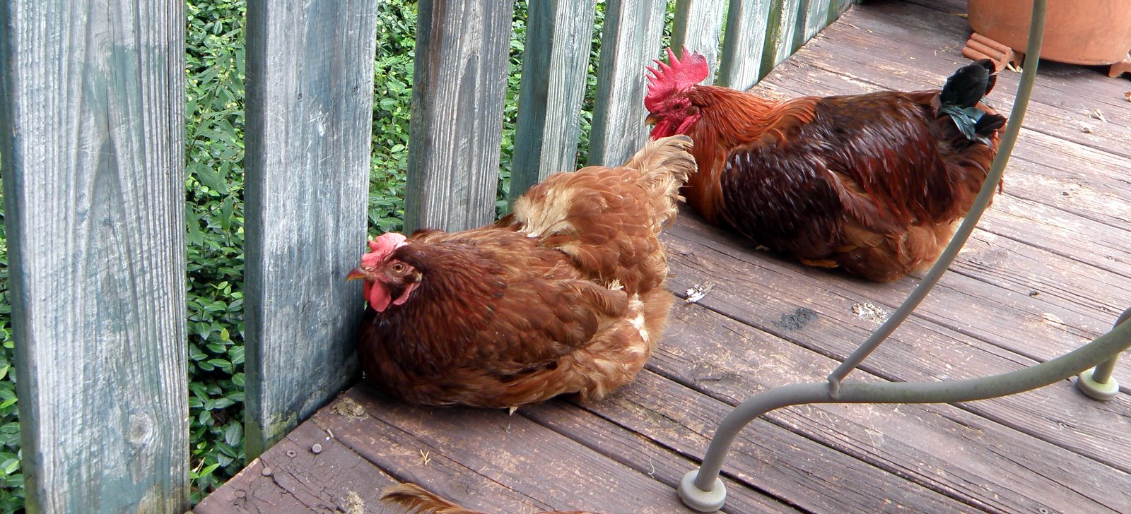 Antibiotic Use in Chicken Production |.