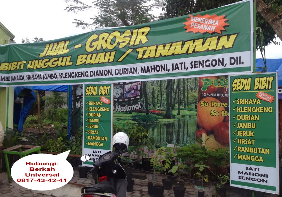 jual grosir tanaman bibit unggul buah murah di jogja jual jual grosir tanaman bibit unggul buah murah di jogja jual