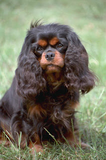 Лучшие друзья человека