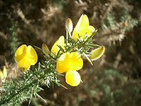 Gorse Flower Gorse flower
