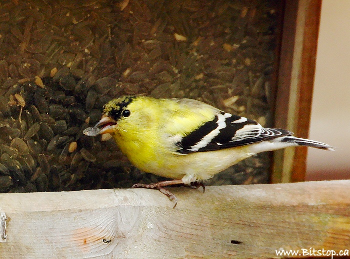 bitstop backyard birds bitstop backyard birds