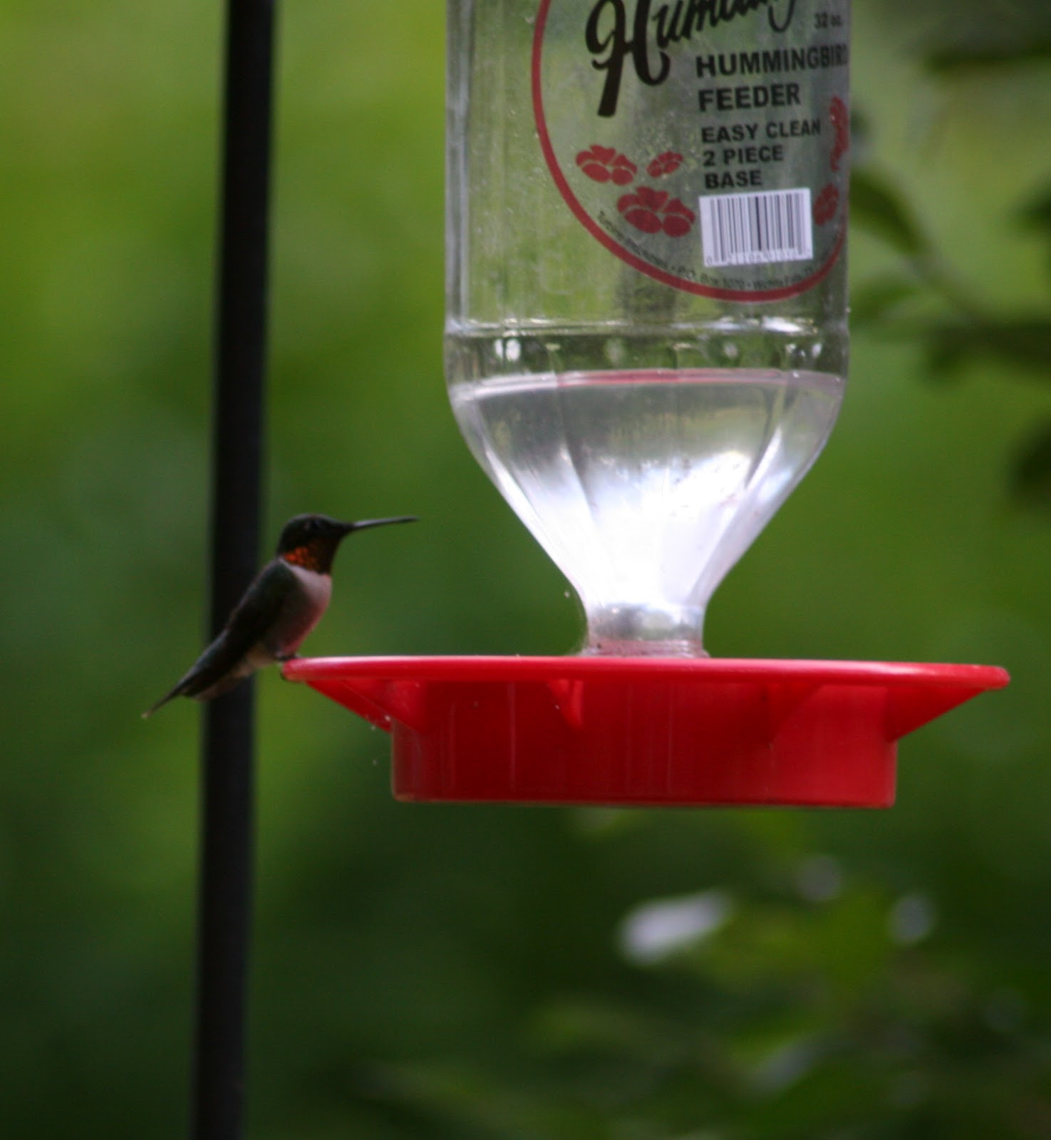 recipe to make your own hummingbird food recipe to make your own hummingbird food