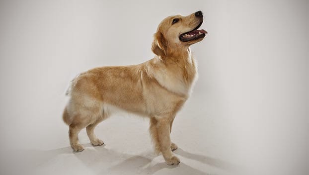 golden retriever shedding golden retriever shedding images golden retriever shedding golden retriever shedding images
