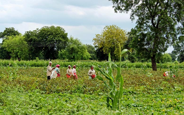 Women workers plucking tea in a tea garden