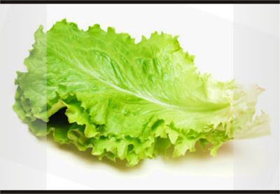 daun salada
