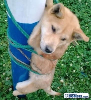 Anjing Kena Ikat Kat Tiang
