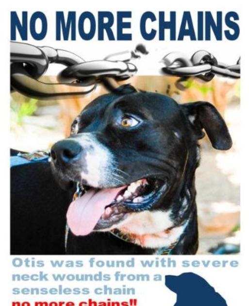 Barrio Dogs No More Chains