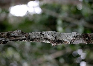 Salamanquesa Musgosa con cola de hoja