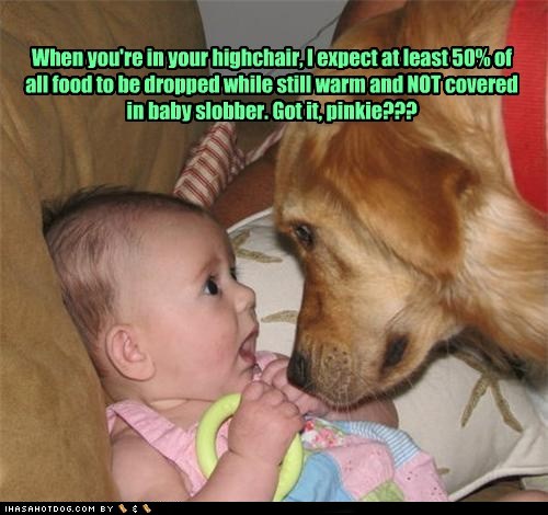 dog related funny pics Funny+dog+-+Making+Very+Strange+Baby+Sounds!