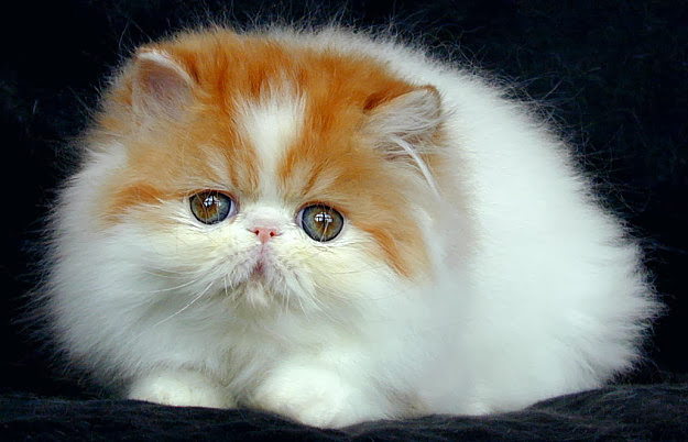 cara melatih kucing