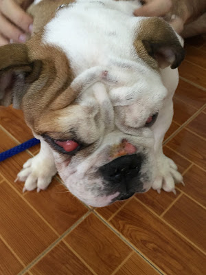 ,keyword,สุนัขพันธุ์บูลด็อก,บลูด๊อกน่ารัก, ด็อกแท็ก,หมาbulldog,สุนัขbulldog,PINTObulldog,PINTO,pinto,ปิ่นโตbulldog,ปิ่นโตหมา,ปิ่นโตสุนัข,สุนัขขี้สงสัย,บลูด็อกน่ารัก, Cherry Eye in Dog, Cherry Eye, เชอรรี่ อาย, โรคเชอร์รี่ อาย, ตา เชอร์รี่อาย, ตาเชอร์รี่อาย, Cherryeye