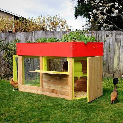 contoh gambar model rumah kandang ayam desain unik minimalis modern dari kayu terbaru 2015/2016 contoh gambar model rumah kandang ayam desain unik minimalis modern dari kayu terbaru 2015/2016