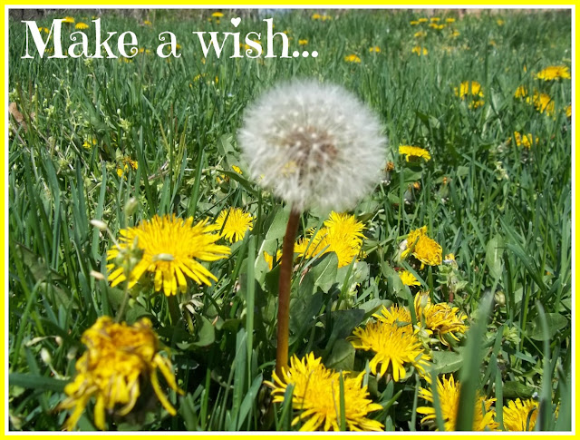 Make a wish on a dandelion seed poster picture photo