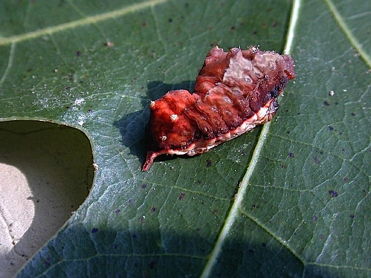 Field Biology in Southeastern Ohio: Stinging Slug Caterpillars, OUCH!!
