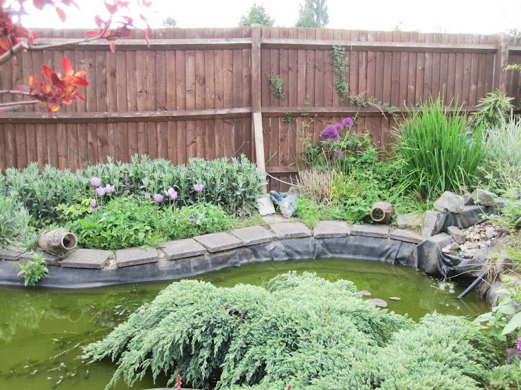garden pond area