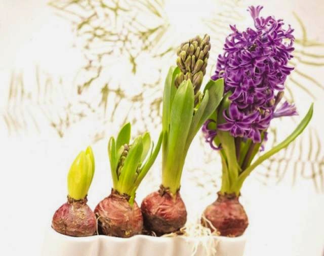 Bán cây tiên ông (Huệ tây, dạ lan hương, Hyacinthaceae)