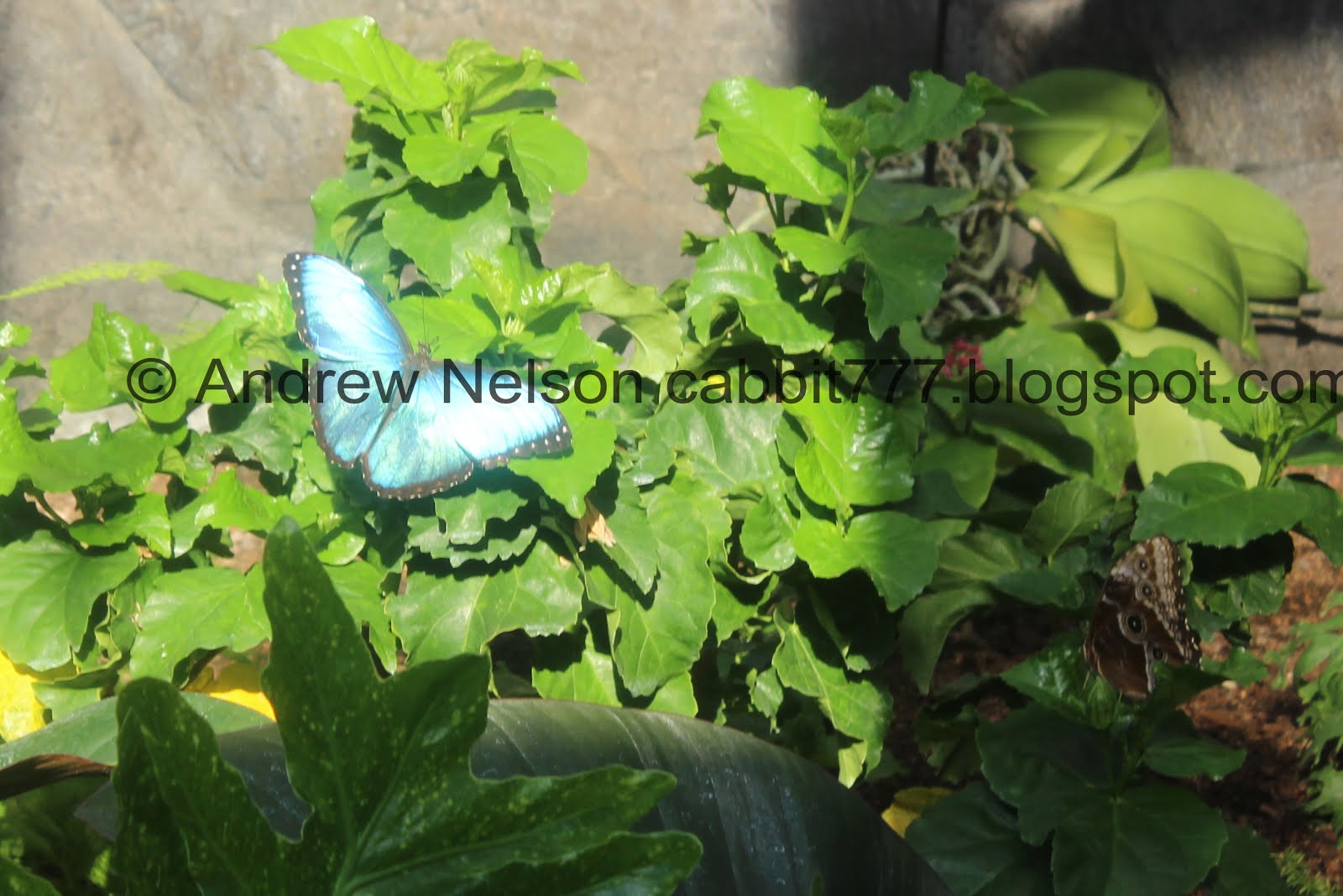 Random Rambler Butterfly Biosphere At Thanksgiving Point