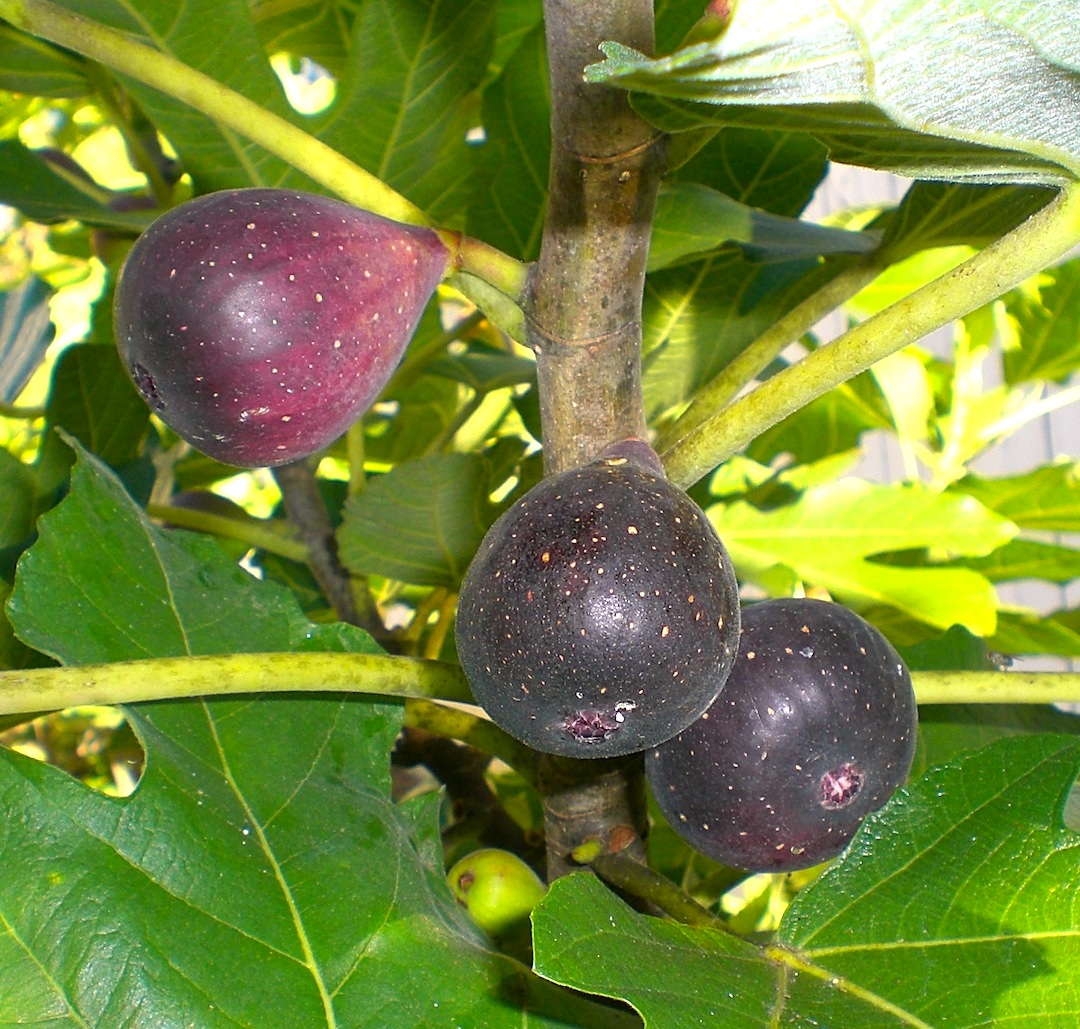 .09 Acres Fig Trees for Sale