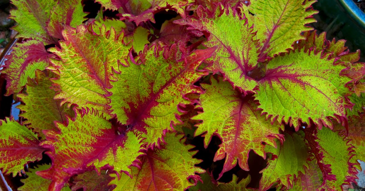 Donald's Organic Texas Garden: 04/20/12