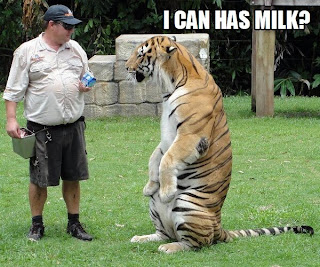I can has milk tiger