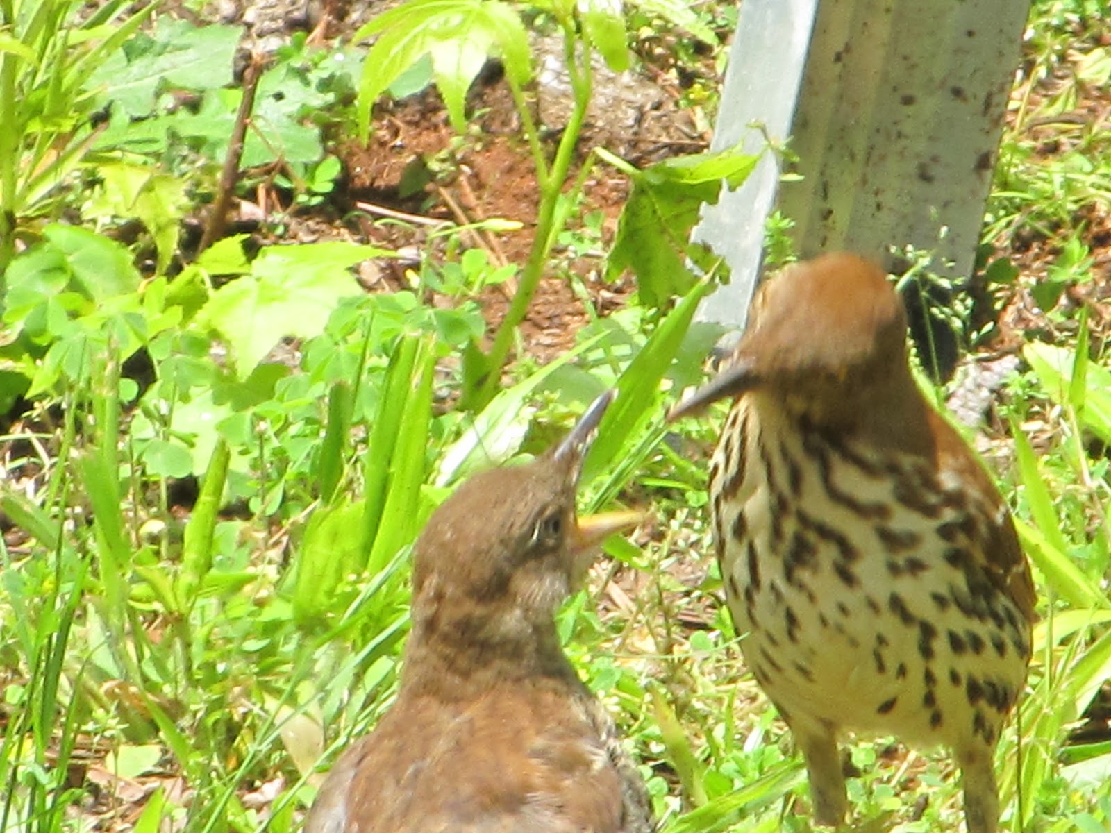 Georgia Girl With An English Heart: Brown Thrashers