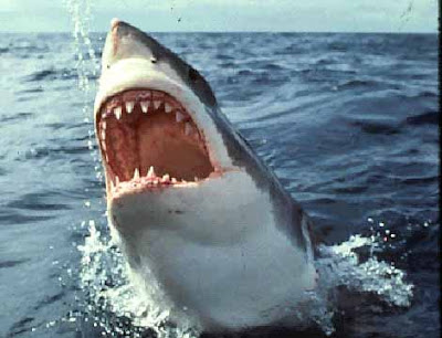 monster fish bluefin tuna