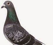 Tips cara menggiringkan burung merpati dengan mudah Tips cara menggiringkan burung merpati dengan mudah