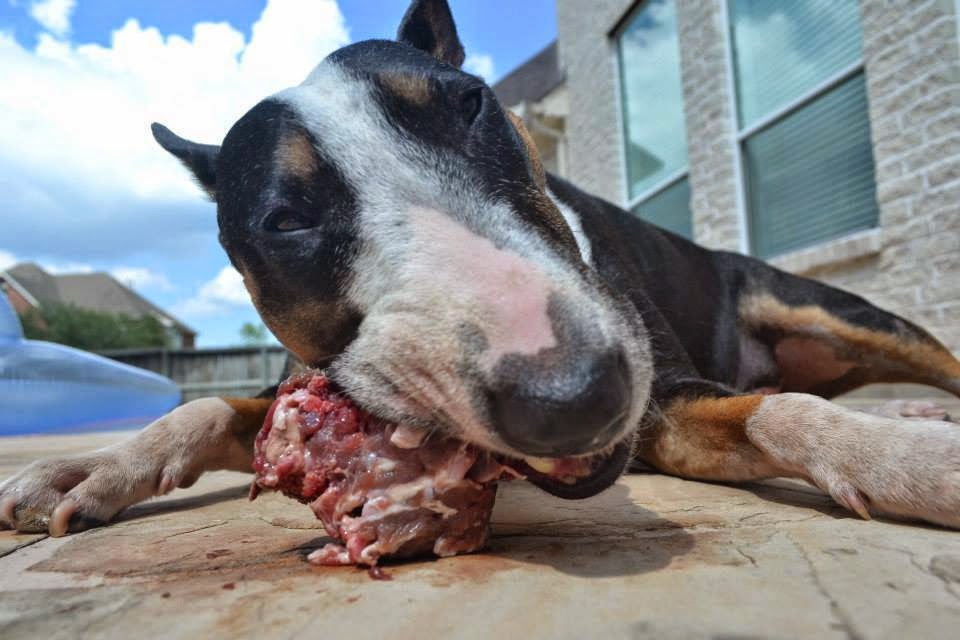 Can You Feed Raw Chicken Necks To Dogs Can You Feed Raw Chicken Necks To Dogs