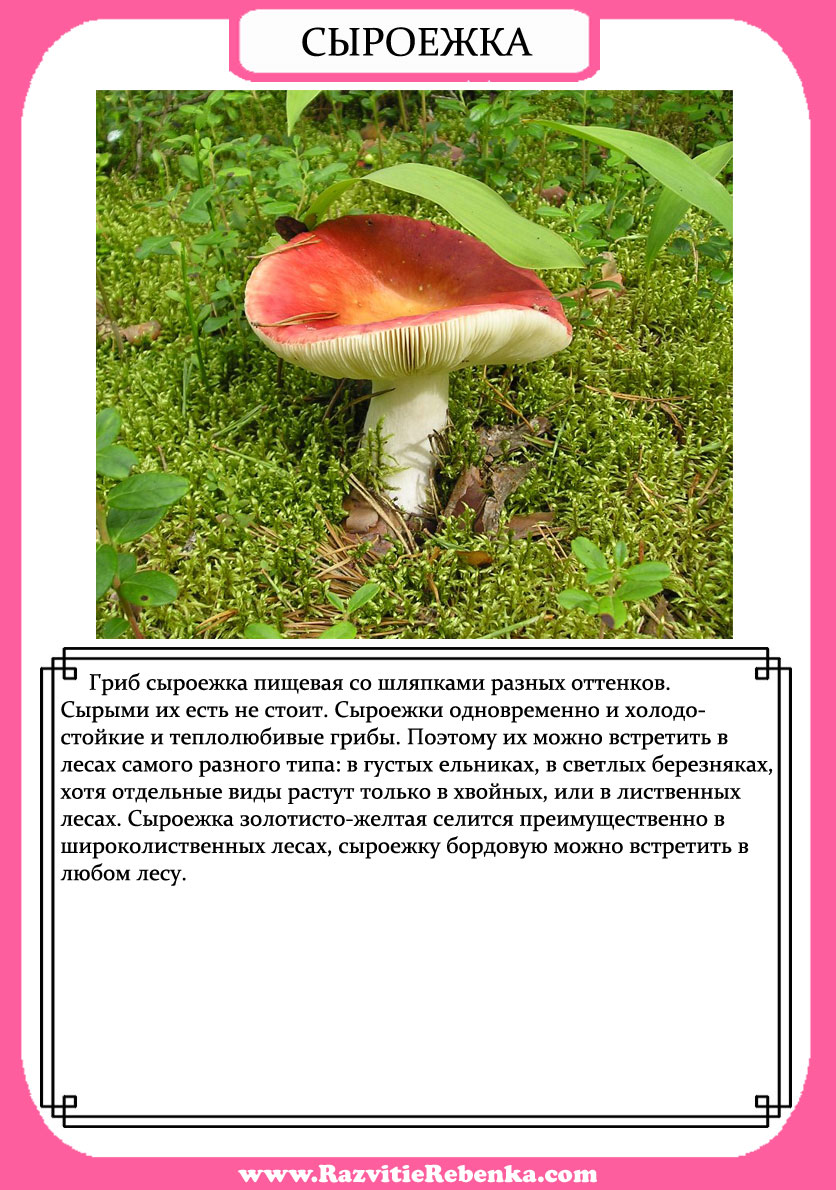 РАЗВИТИЕ РЕБЕНКА: Детям о Грибах