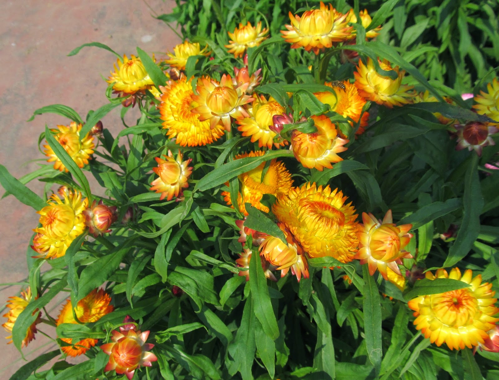 NATURAL & UNIQUE PHOTOGRAPHY STRAW FLOWER