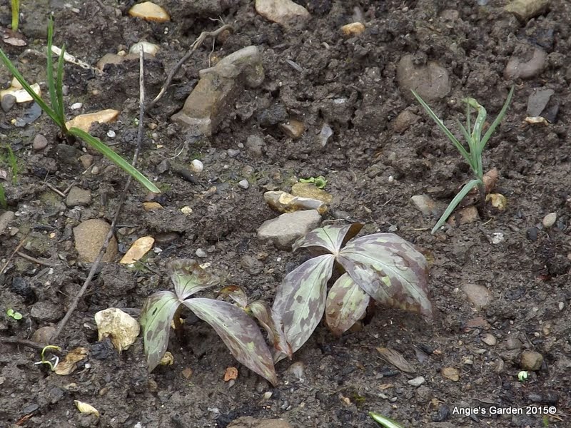 Restoring The Landscape With Native Plants That S Invasive