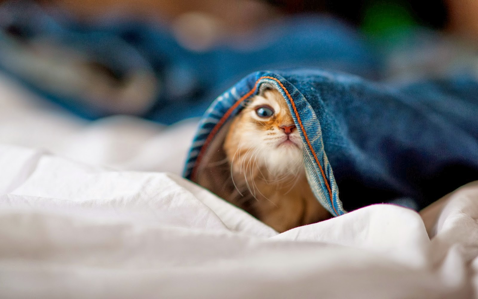 Funny Cat HD Wallpapers - HD Wallpapers - High Quality Wallpapers