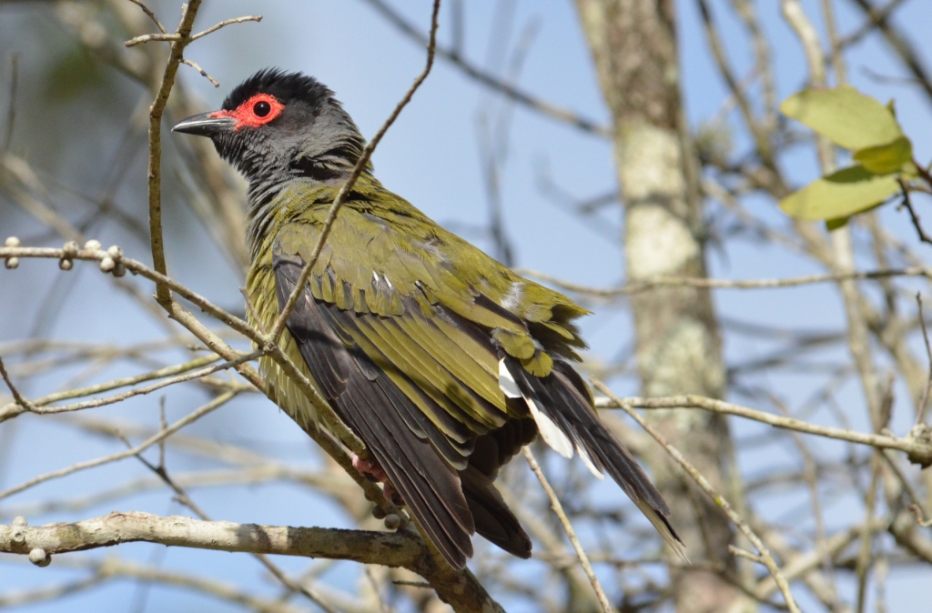Australian Birds Photography KEUNEA PHOTOGRAPHY A Trip to Bundaberg
